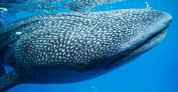 Oslob is fast becoming a tourism destination due to the whalesharks, locally known as Butanding.