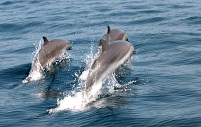 Bohol island hopping tour packages in Pamilacan and Balicasag, dolphin-watching.