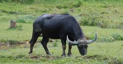Get a chance to ride the carabao during the Southern Countryside Tour. Locally, this is known as the balsa.