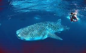 Swimming with the whalesharks in Oslob