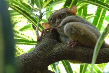 tarsier-bohol