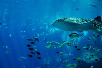 whale-shark-oslob